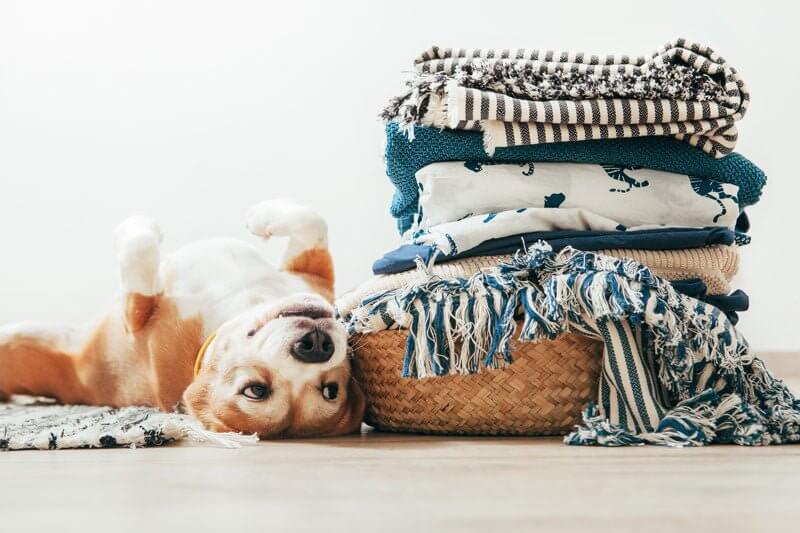 pile de vêtements avec chien